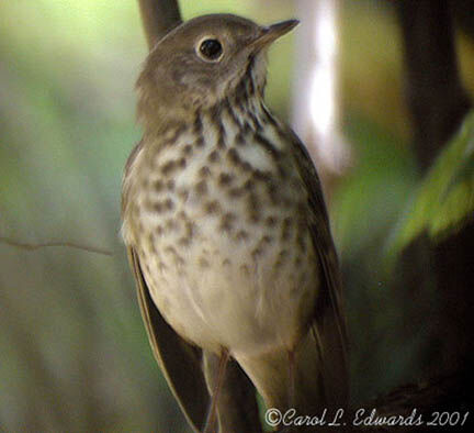 Hermit Thrush