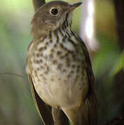 Hermit Thrush