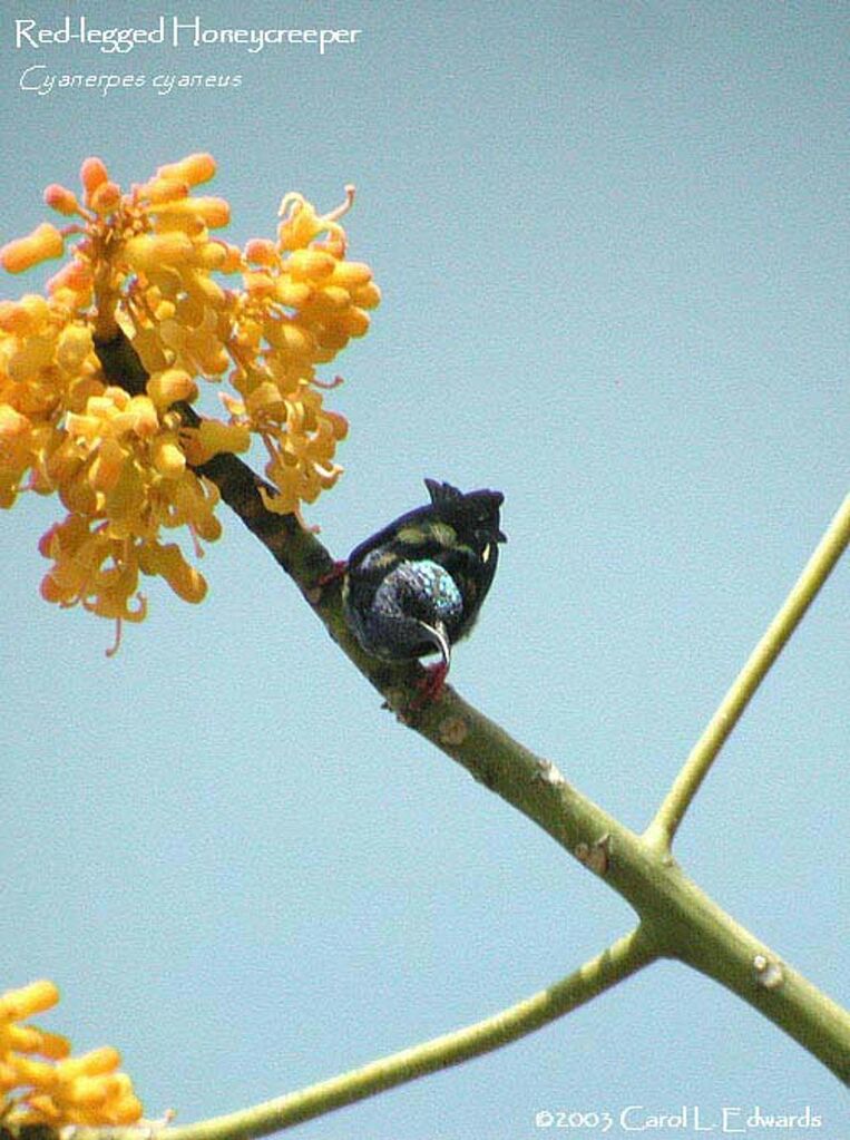 Red-legged Honeycreeper