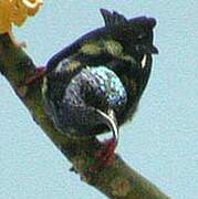 Red-legged Honeycreeper