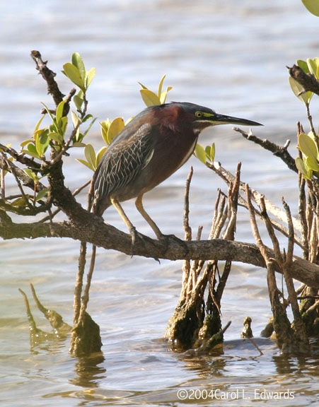 Green Heron