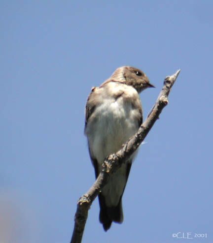 Hirondelle à ailes hérissées