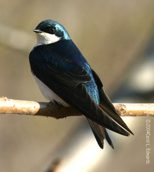 Tree Swallow