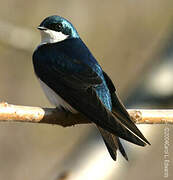 Tree Swallow