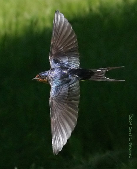 Barn Swallow, Flight