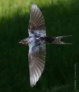 Barn Swallow