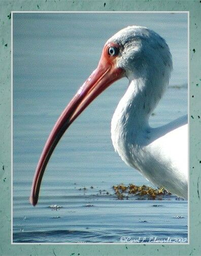 American White Ibis