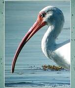 American White Ibis