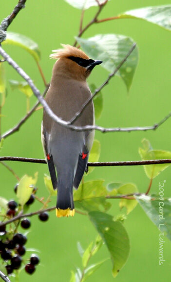 Cedar Waxwing