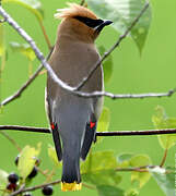 Cedar Waxwing