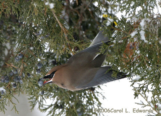 Cedar Waxwing