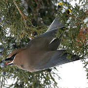 Cedar Waxwing