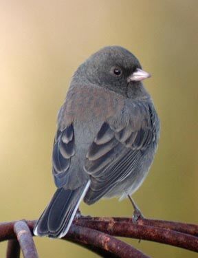 Junco ardoisé