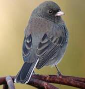 Junco ardoisé