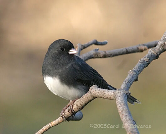 Junco ardoisé