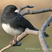 Dark-eyed Junco