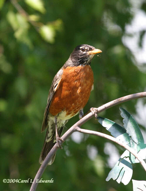 American Robin