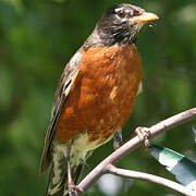 American Robin