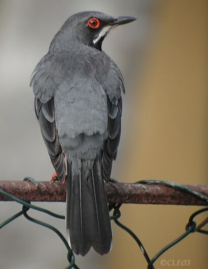 Red-legged Thrush