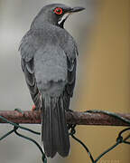 Red-legged Thrush