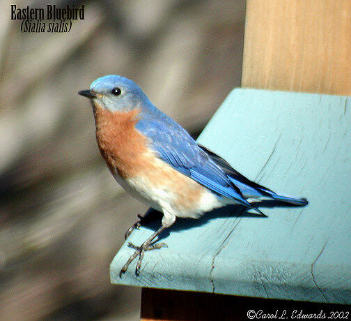 Eastern Bluebird