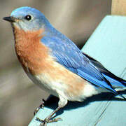 Eastern Bluebird