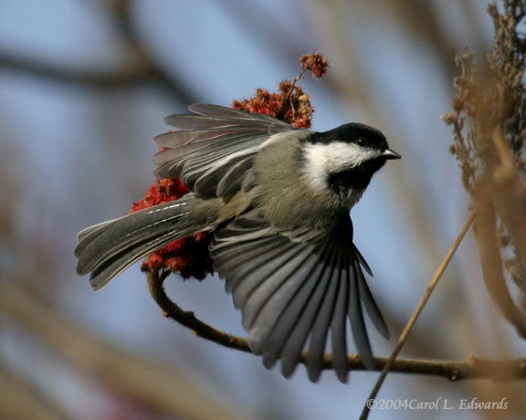 Mésange à tête noire