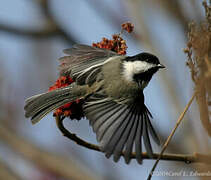 Black-capped Chickadee