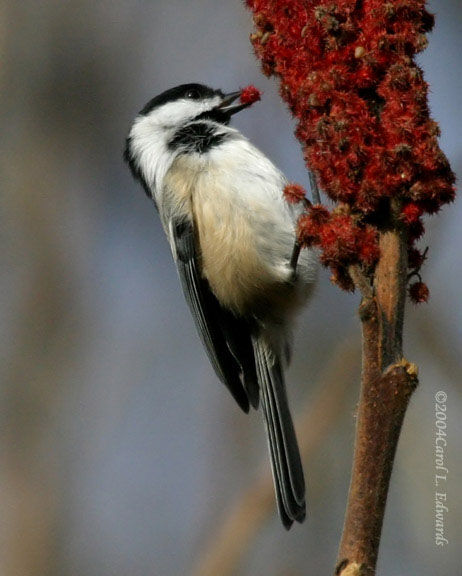 Mésange à tête noire