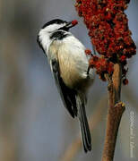 Black-capped Chickadee