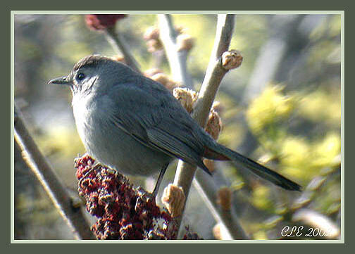 Grey Catbird