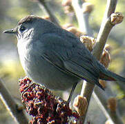 Grey Catbird