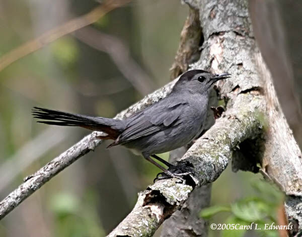 Grey Catbird