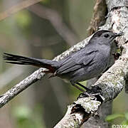 Grey Catbird