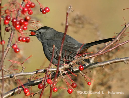 Grey Catbird