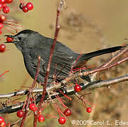 Grey Catbird