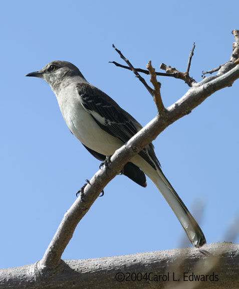 Northern Mockingbird