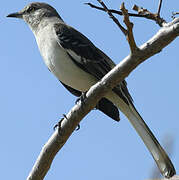 Northern Mockingbird