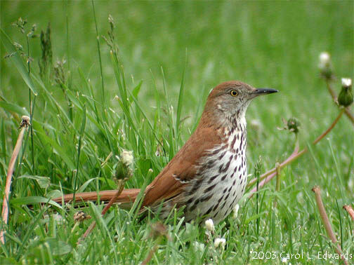 Brown Thrasher