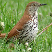 Brown Thrasher