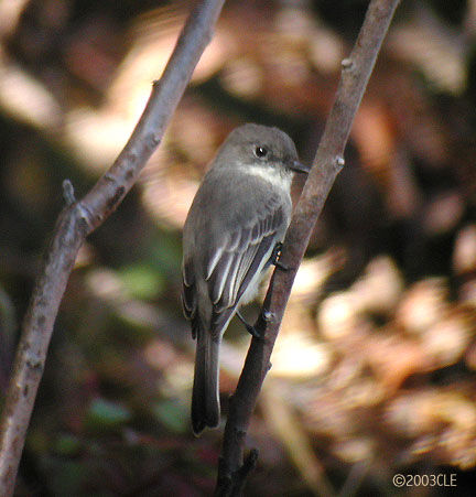 Eastern Phoebe