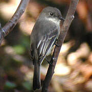 Eastern Phoebe