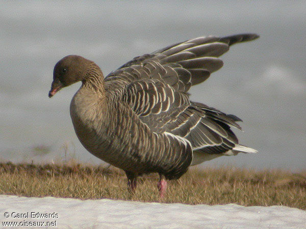 Pink-footed Goose