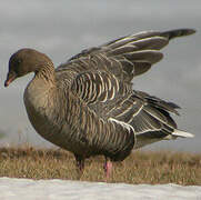 Pink-footed Goose