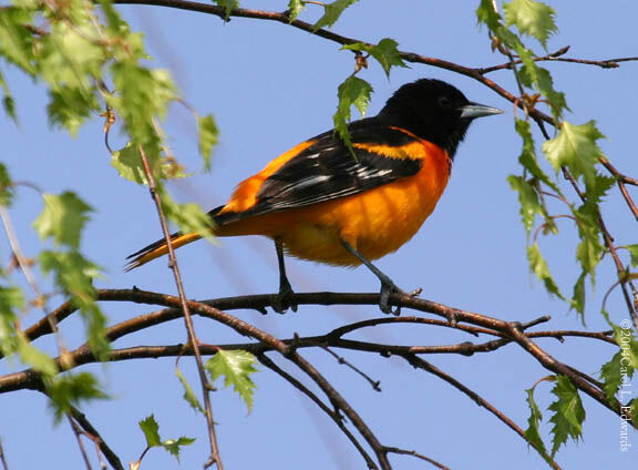 Oriole du Nord