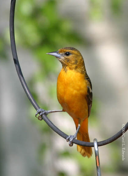 Oriole du Nord