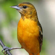 Oriole du Nord