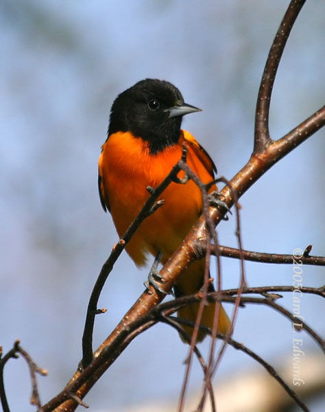 Oriole du Nord