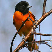 Baltimore Oriole