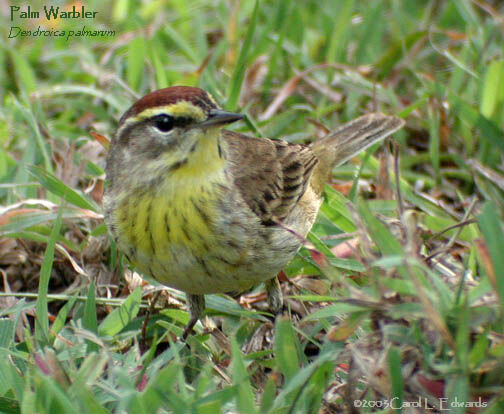 Palm Warbler